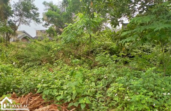 Đất Cổ Đông Sơn Tây- Cách đường 21 300m, Lối vào khu tập thể 73 Trường Sĩ Quan Lục Quân