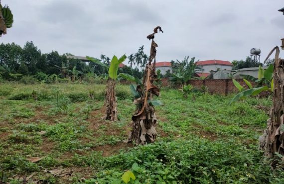 Mở Bán Lô Đất 1046m2 Thôn 3, Kim Bông, Tân Xã