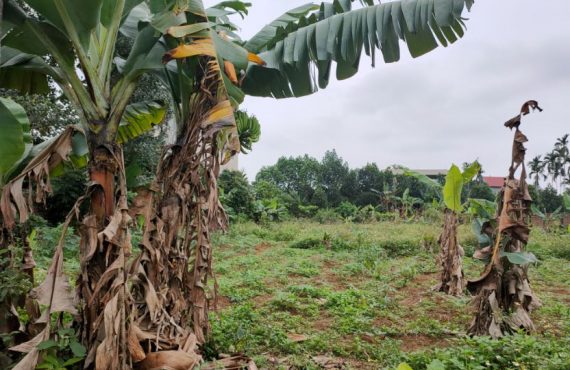 Mở Bán Lô Đất 1046m2 Thôn 3, Kim Bông, Tân Xã